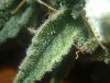 Trichome b.jpg