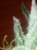 Trichome a.jpg