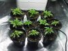 indoor grow day 12.jpg