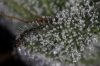 Purple Kush = Tric Macro 1a.jpg