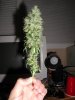 bigger bud.jpg