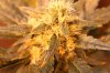 papaya2-day40.jpg