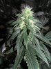 1st grow stage 2 068.jpg