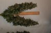 white russian harvest 016.jpg