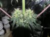 1st grow stage 2 072.jpg