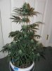 1st grow stage 2 061.jpg