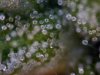 CJ TRICHOMES 3.jpg