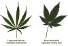 sativa-vs-indica-leaves.jpg