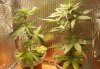 1-14 Purple Rain Clones #1-A & #5-A.jpg