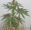 1-14 Purple Rain Clone #2-A.jpg