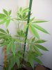 3rd week of flower Sativa 001.jpg