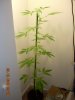 3rd week of flower Sativa 002.jpg