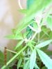 3rd week of flower Sativa 004.jpg