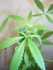 3rd week of flower Sativa 005.jpg