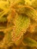 red trichome.jpg