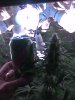 74 choo bud can.jpg