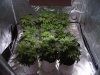 indoor_grow_day_27.jpg