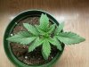 First grow 009.jpg