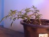 Day16,Trainwreck~LST.jpg