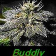 buddly