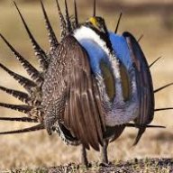 SageGrouse