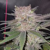 Greenhorngrower36