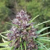 PurpleThai