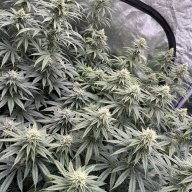 CTgrower420