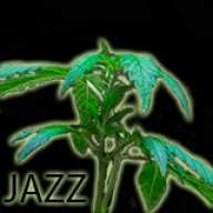 JAZZ