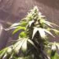 BluegrassGrow