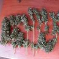 weedboy613