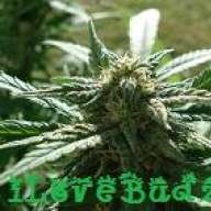 iLoveBudz