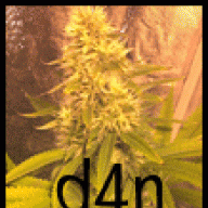 d4n