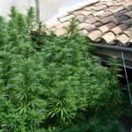 spanish grow