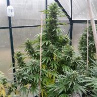 GuerrillaGrowerAK47