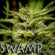 swampcracker