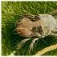 spidermite