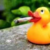 Smoking Duck