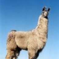 LlamaKing