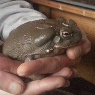 coloradotoad