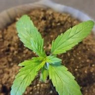 willienelson1stgrow