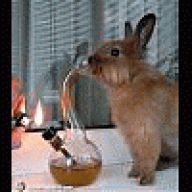 bunny420