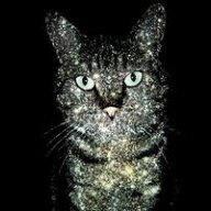 Dazzlecat