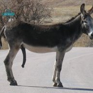 DonkeyDickColas