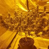 Newbie 420grower