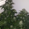 CODEE_420Grows