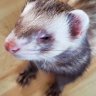 StonedFerret