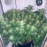 Vin776HomeGrow