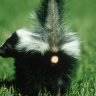 SkunkTwat