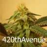 420thAvenue